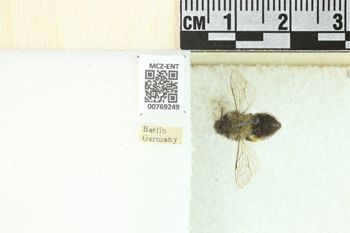 Media type: image;   Entomology 769249 Aspect: Labels